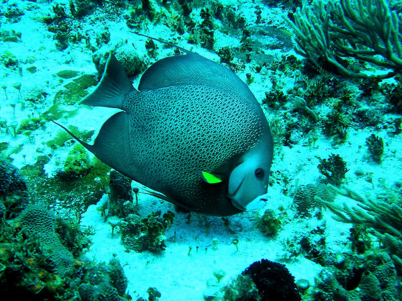 Another Gray Angelfish, Pomacamthus arcuatus.  (131k)