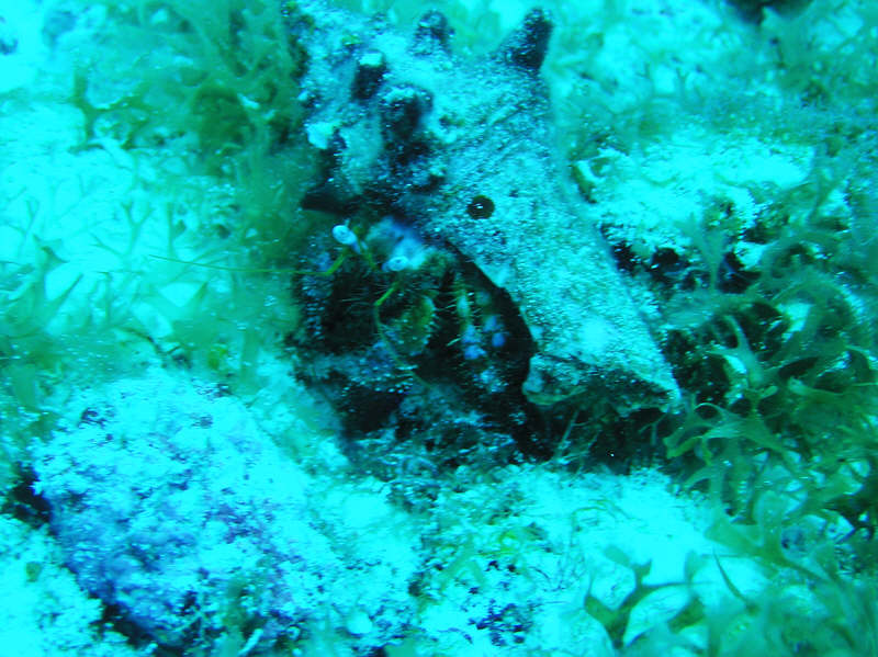 A Hermit crab lumbers across the sandy bottom at Cedar Pass.  (100k)