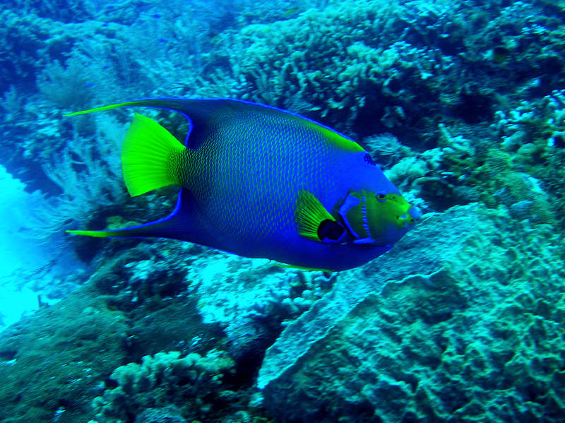 Queen Angelfish, Holacanthus ciliaris at Cedar Pass. (114k)