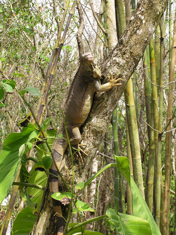 We got free tickets to Chankanaab Park by listening to a timeshare presentation.�This big iguana was sunning itself on a tree. (147k)