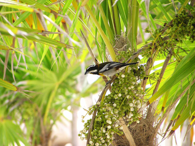 Pretty (and pretty noisy) bird in Chankanaab Park. (108k)