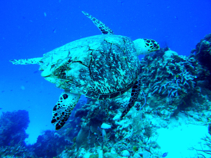 Hawksbill turtle, Eretmochelys imbricata at Columbia Deep. (111k)