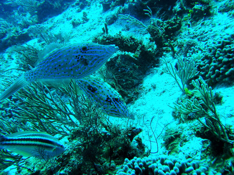 Scrawled filefish, Aluterus scriptus, at Dalila. (159k)