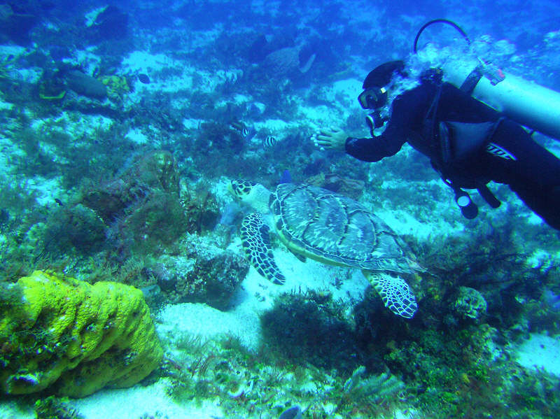 Hawksbill turtle at Casablanca.  (112k)