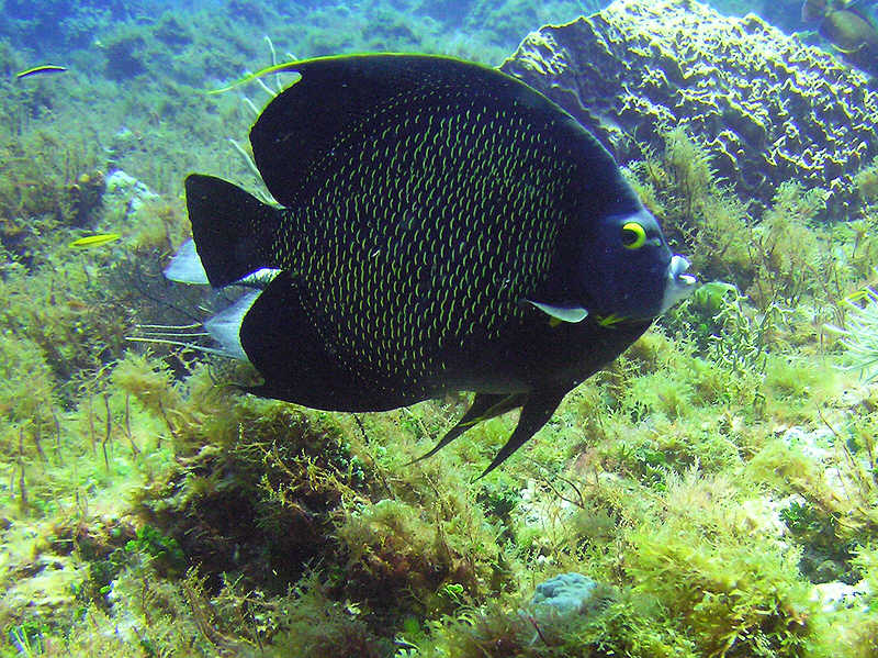 French Angelfish, Pomacamthus paru at Casablanca.  (131k)