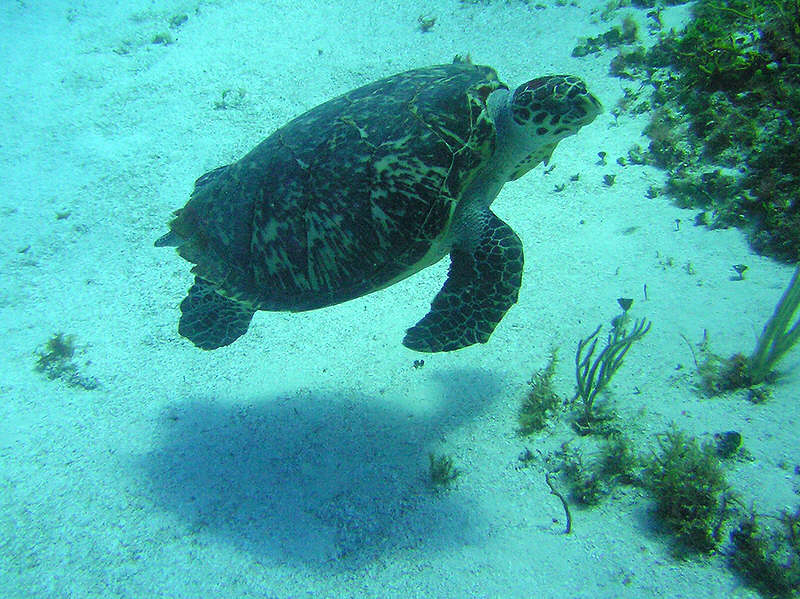 Lovely Hawksbill at Casablanca. (114k)