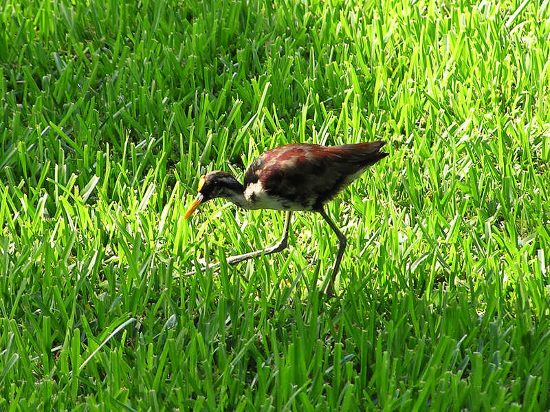 Jacana (Lily-trotter) in the grounds.  (144k)