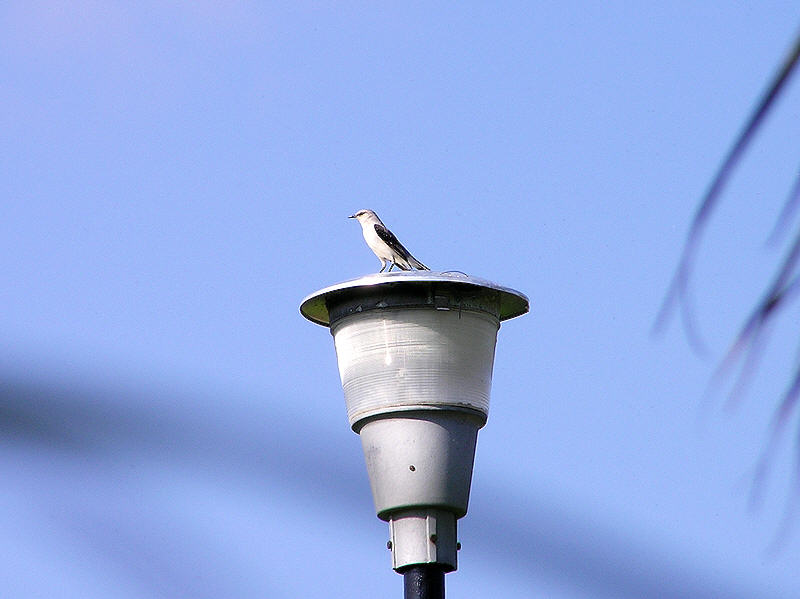 Kingbird atop a lamp post. (42k)