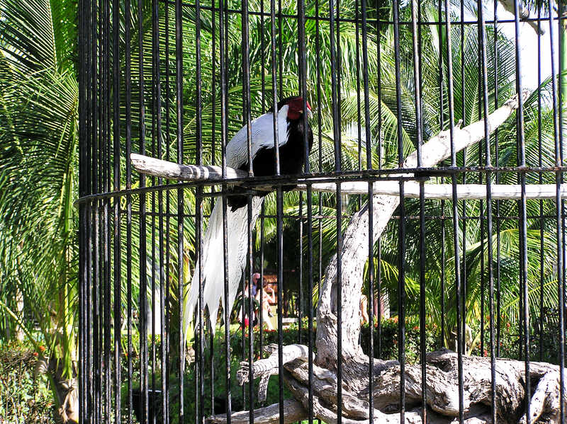 Ornamental peacock stuck in a cage near Reception.  (159k)