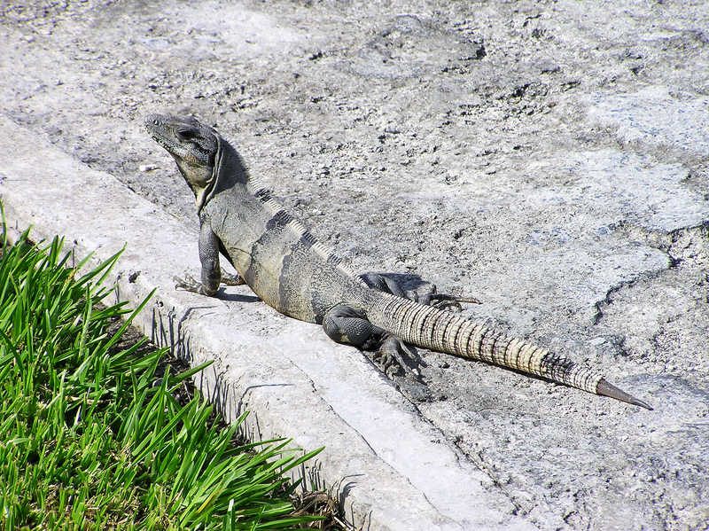 Handsome iguanas were to be seen sunning themselves on the paths and lawns. (128k)