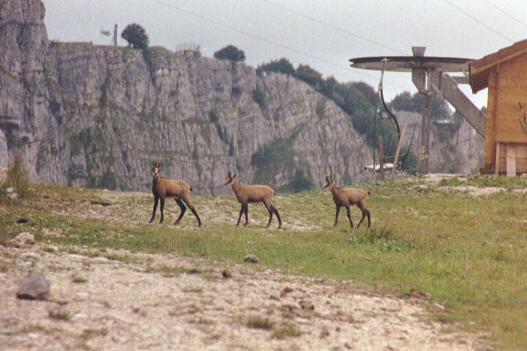 Chamois crossing the path just in front of us (40k)