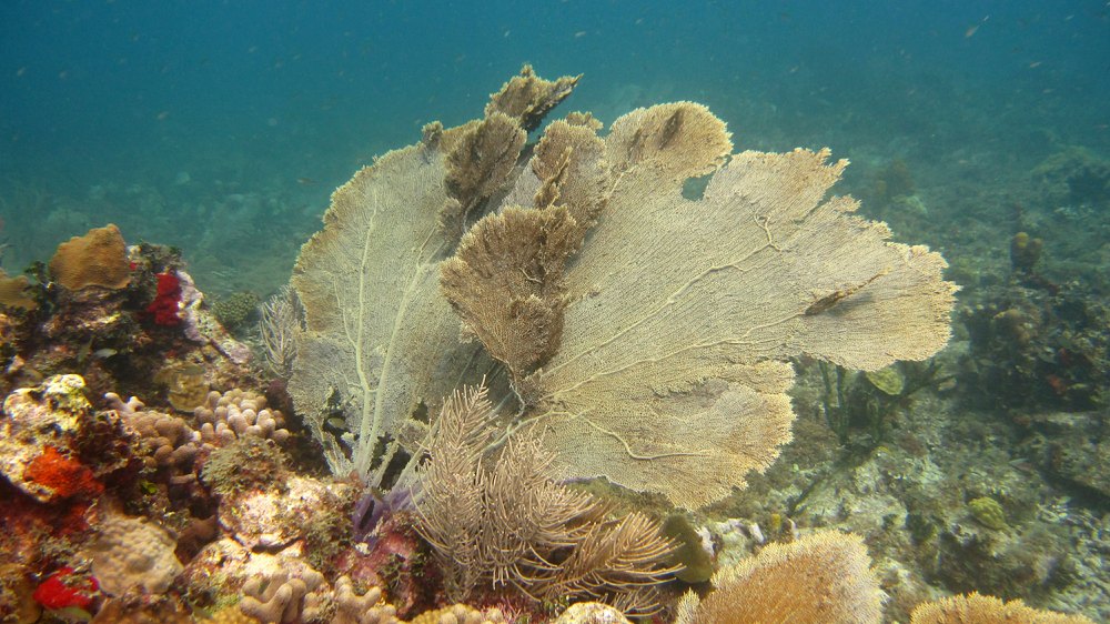 Pretty coral sea fans like these were everywhere. The reefs we visited were all in very good condition.
