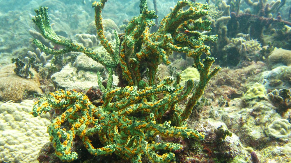 This Green Finger Sponge (Iotrochota birotulata) was common everywhere.
