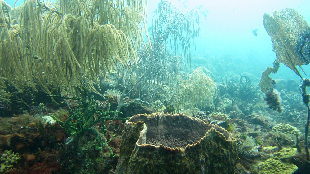 A view across the corals and sponges at Northern Exposure. 
