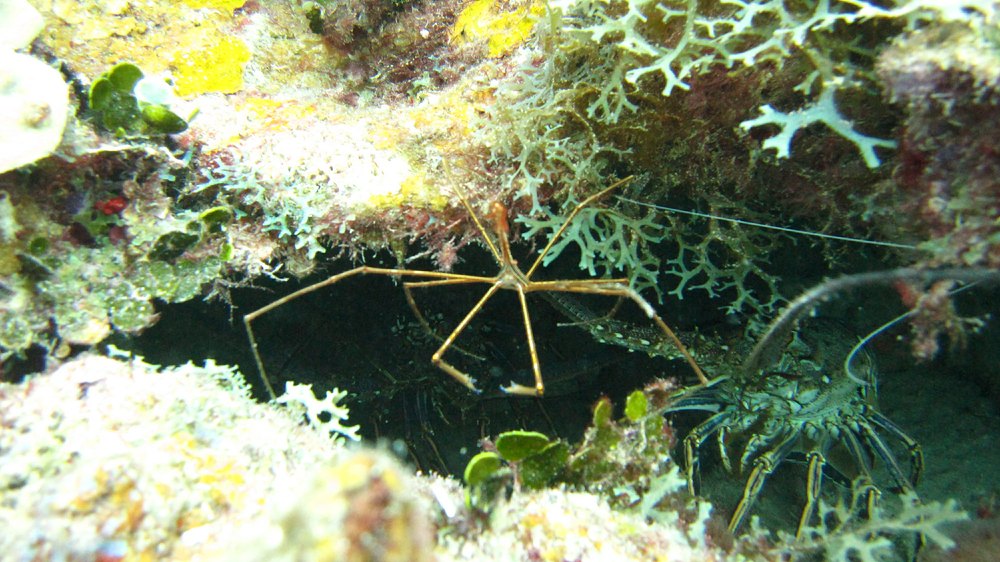 An Arrow crab (Stenorhynchus seticornis) shares its cave with a couple of lobsters at Northern Exposure.