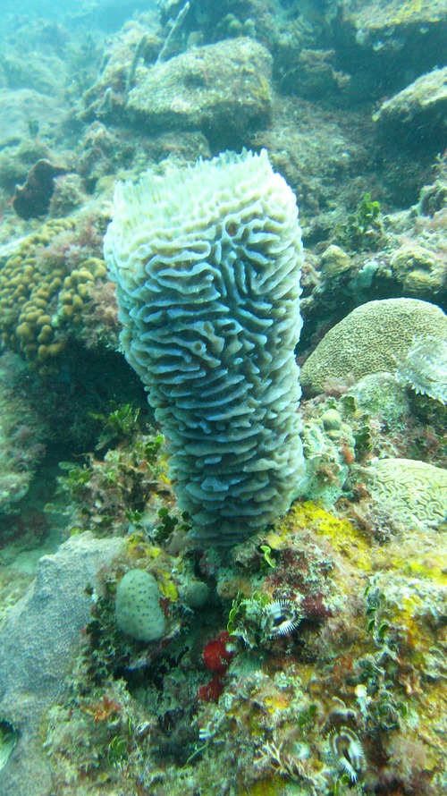 These Azure Vase Sponges (Callyspongia plicifera) seem to glow a luminous blue underwater - the photo doesn't do it justice.