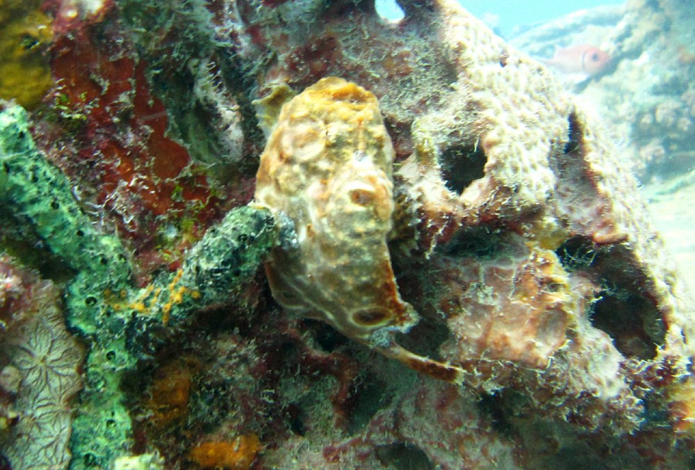A Frogfish (Antennarius sp) of some sort on the well-encrusted 'Veronica L' wreck. 