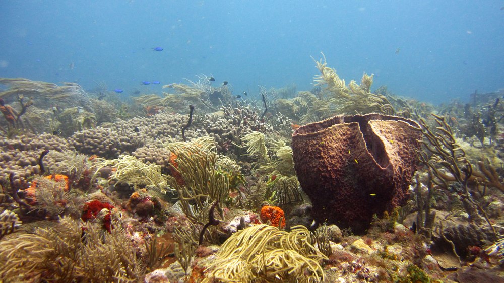 Visibility across the reefs was very good.