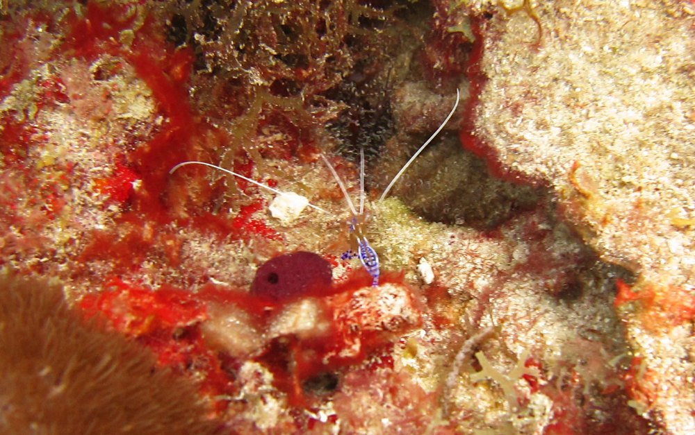 A Pederson Cleaner Shrimp (Ancylomenes pedersoni) at Japanese Gardens.