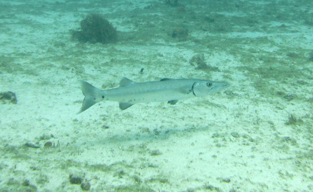 Great Barracuda (Sphyraena barracuda) at Japanese Garden.