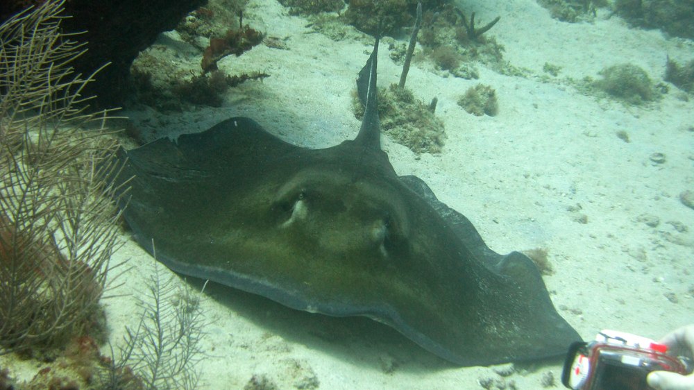 A Southern Stingray (Dasyatis americana) smiles for the camera at Japanese Garden.