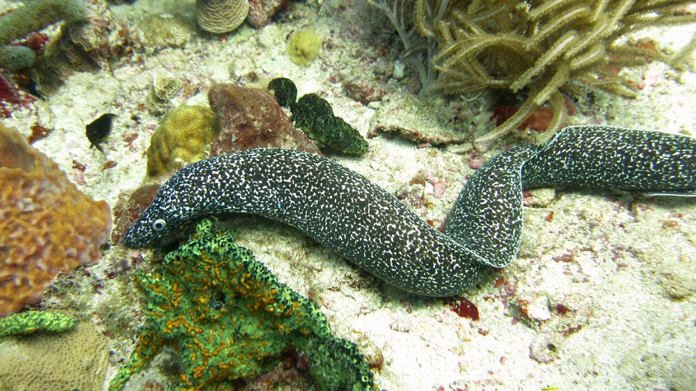 Next, a Spotted moray (Gymnothorax moringa), at Shark Reef. 