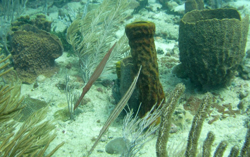 Trumpetfish (Aulostomus maculatus) at Shark Reef.