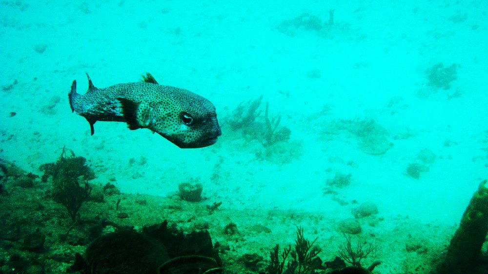 I think this is a Porcupinefish (Diodon histrix), at Shark Reef.