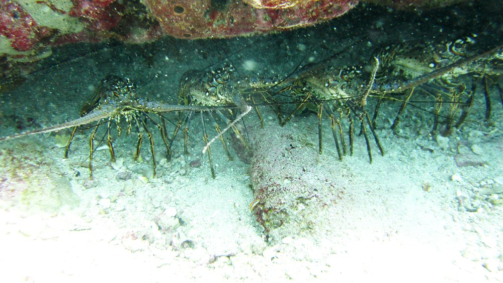 Four of a group of thirteen Caribbean Spiny Lobsters (Panulirus argus) standing shoulder to shoulder with overlapping antennae 
					in one cave under a rocky ledge at Shark Reef.