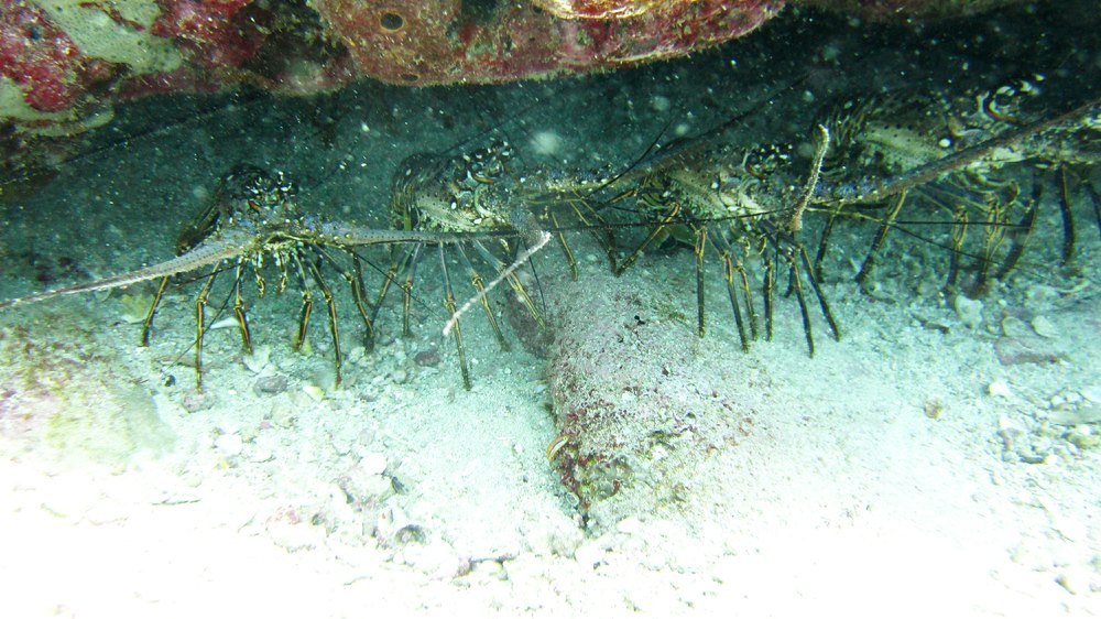 Four of a group of thirteen Caribbean Spiny Lobsters (Panulirus argus) standing shoulder to shoulder with overlapping antennae 
					in one cave under a rocky ledge at Shark Reef.