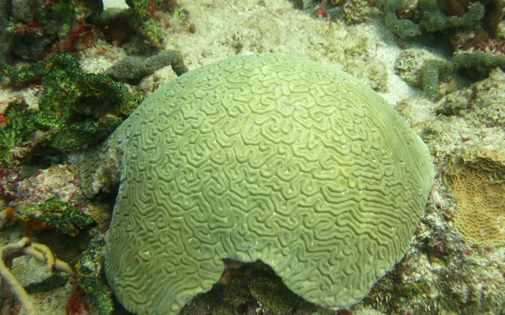 A Brain coral of some kind at Northern Exposure.