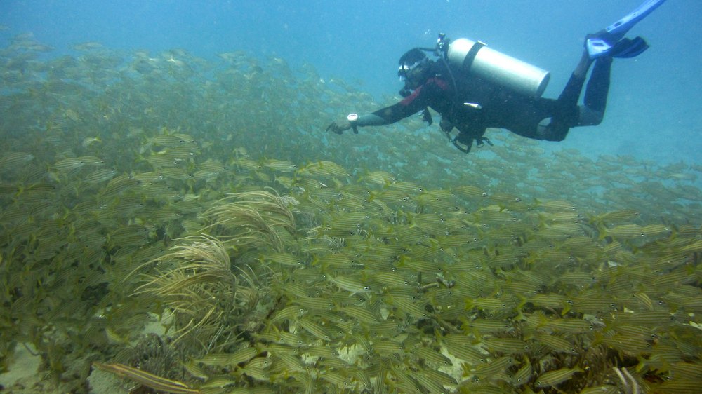 Dive leader Gary frantically signals that there is stingray underneath this huge school of French Grunts at Shark Reef.