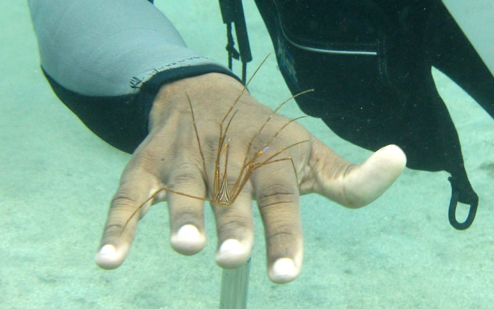 One of the dive leaders holds up an Arrow crab for portraits at Flamingo Bay.