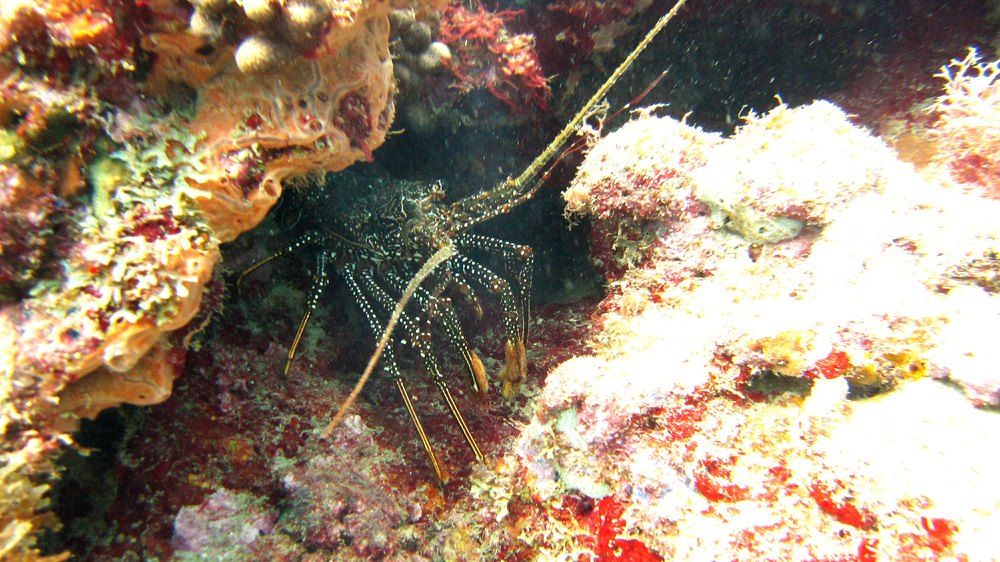 A Spotted Spiny Lobster (Panulirus guttatus), also at Flamingo Bay.