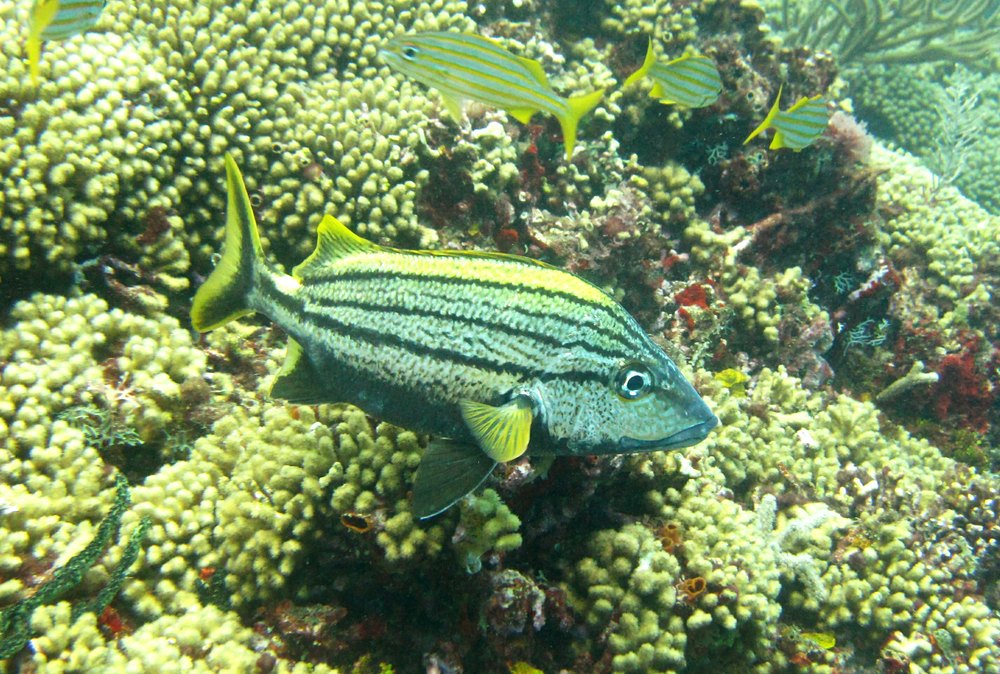 A Spanish Grunt (Haemulon macrostomum) at Flamingo Bay.