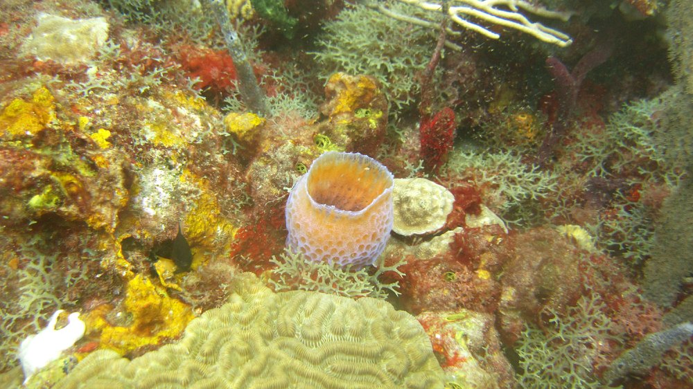 Another Azure Vase Sponge at Flamingo Bay.
