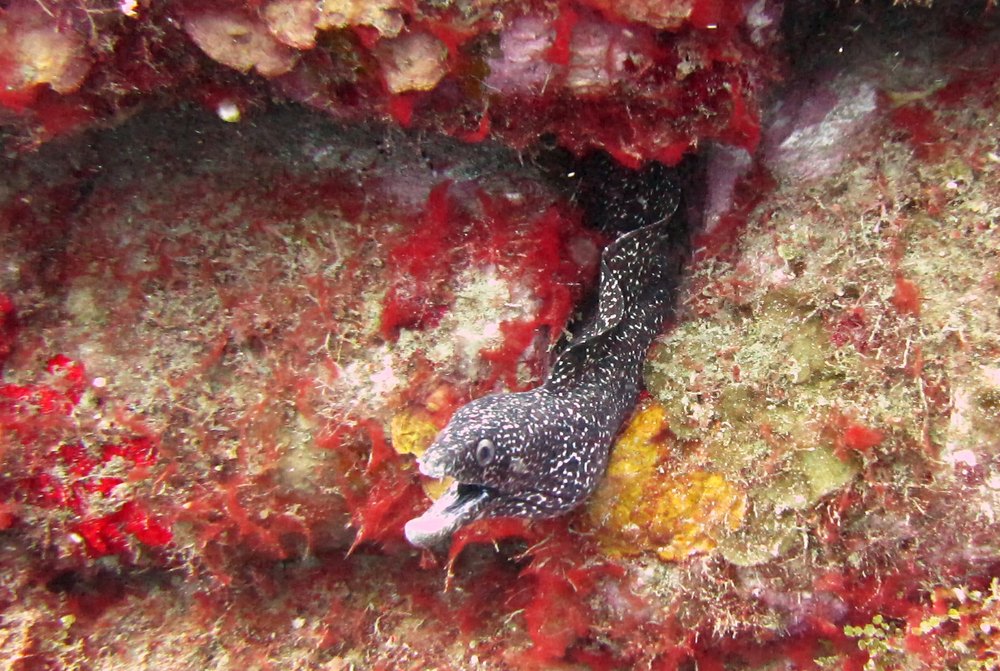 And another on the 'MV Shakem' wreck in amongst the old solidified cement sacks.