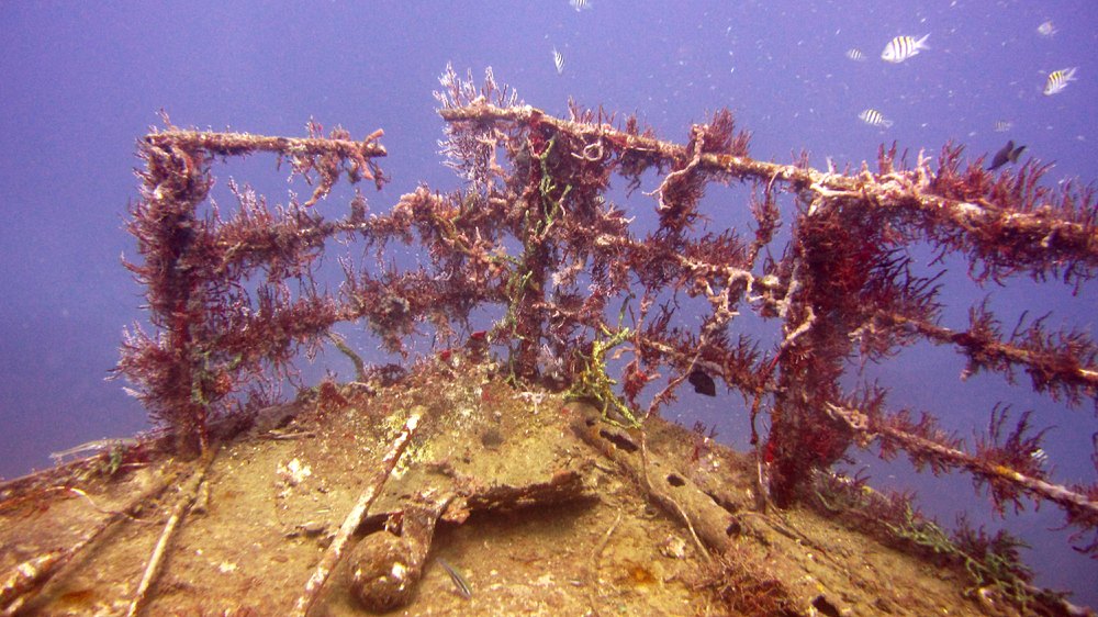 Up at the sharp end of MV Shakem, now well-colonised.