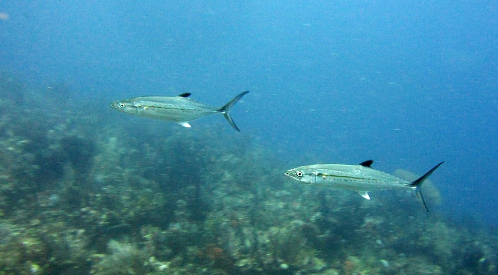 Tuna (Scomberomorus sp?)of some sort at Purple Rain.