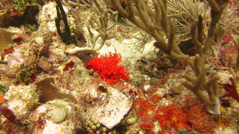 Many of the corals were vividly-coloured.