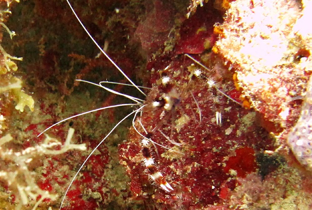 These Banded Coral Shrimp (Stenopus hispidus) were common at all the dive sites. This one was at Purple Rain.