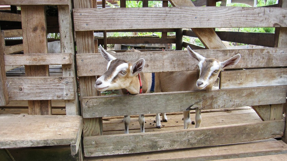 Cute baby goats at the Belmont Estate farm.