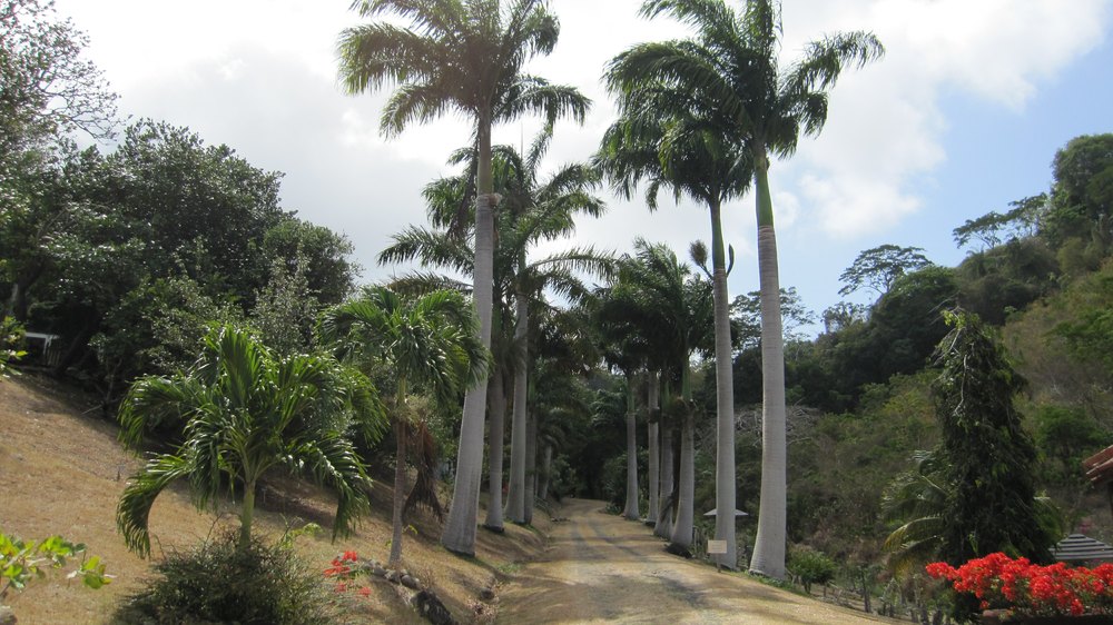 We also visited the Belmont Chocolate Estate, where chocolate beans are grown and harvested, and where we had lunch.