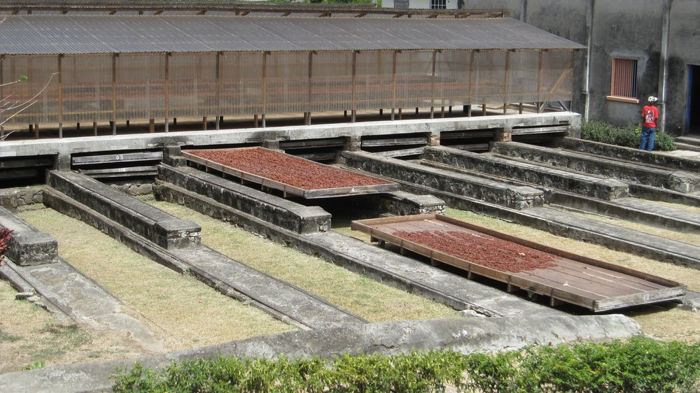 Chocolate beans drying in the sun at the Belmont Estate.