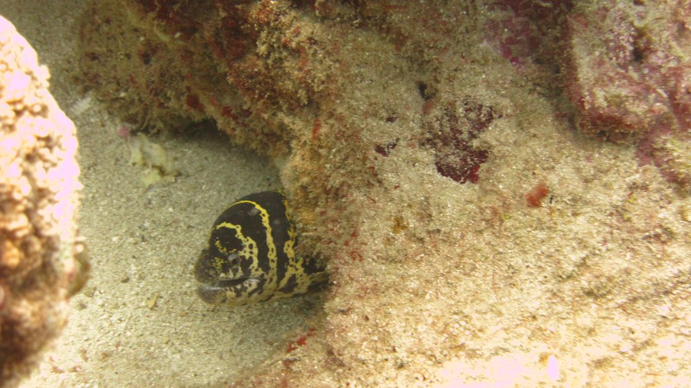 A Chain moray (Echidna catenata) nervously pokes his head out to keep an eye on me at Shark Reef.