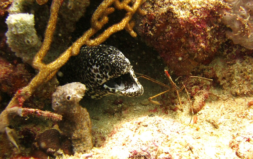 And another shares its hole with an Arrow crab (Stenorhynchus seticornis) at Shark Reef. 