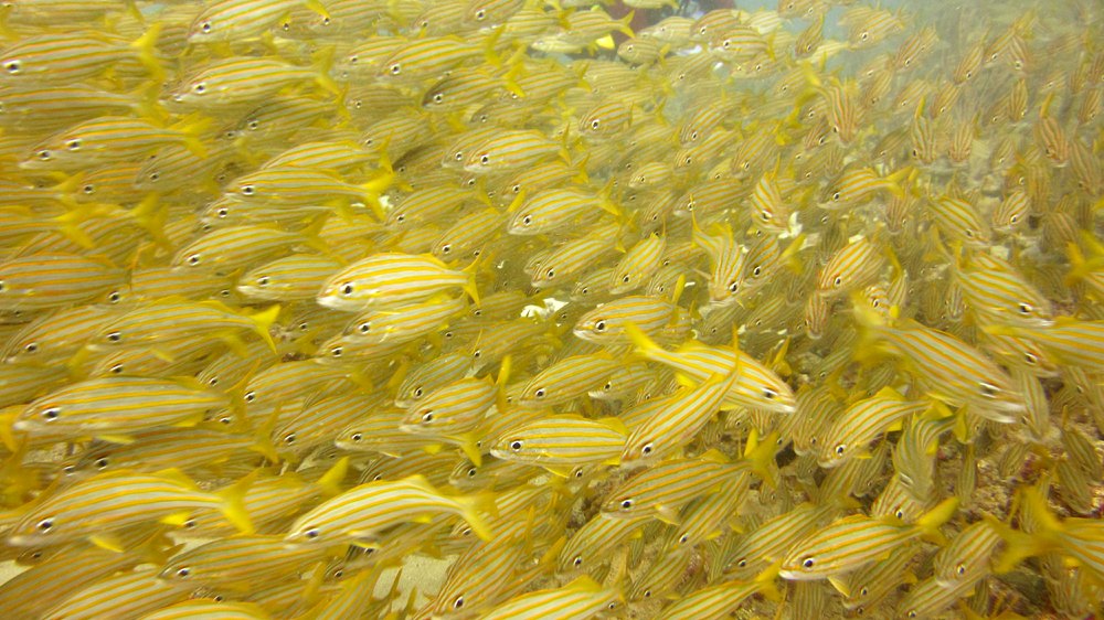 There were huge schools of French Grunts (Haemulon flavolineatum) at Shark Reef. 