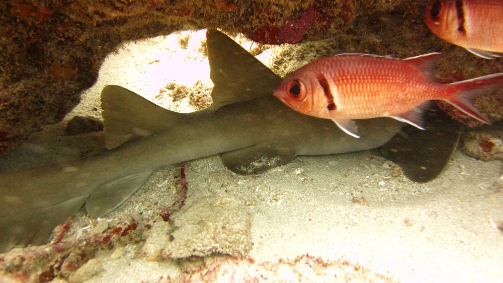 The only views of sharks I got this trip were all like this: the back end of a Nurse shark (Ginglymostoma cirratum) asleep under a coral 
					head. This one was, appropriately enough, at Shark Reef.