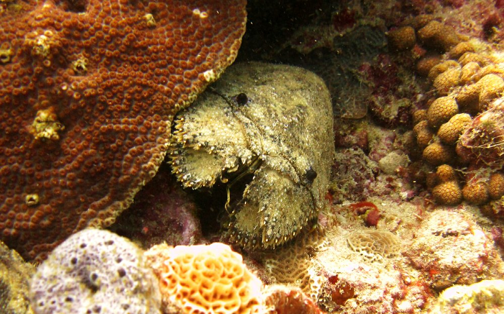 A Slipper Lobster (Parribacus antarcticus) at the excellent Shark Reef dive site.