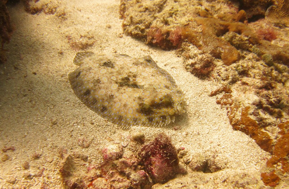 Another flounder, this time a Peacock Flounder (Bothus lunatus) at Shark Reef. 